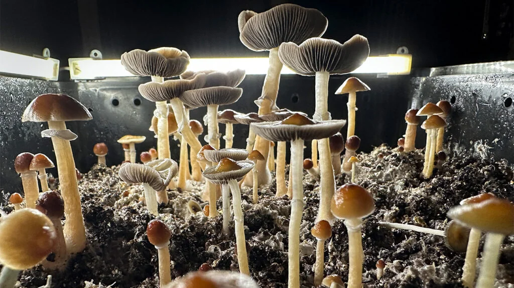 Psilocybin Mushrooms Growing