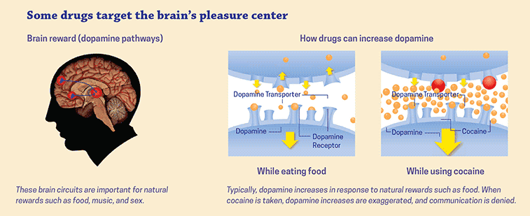 A diagram showing the effects of drug addiction on the brain and body.