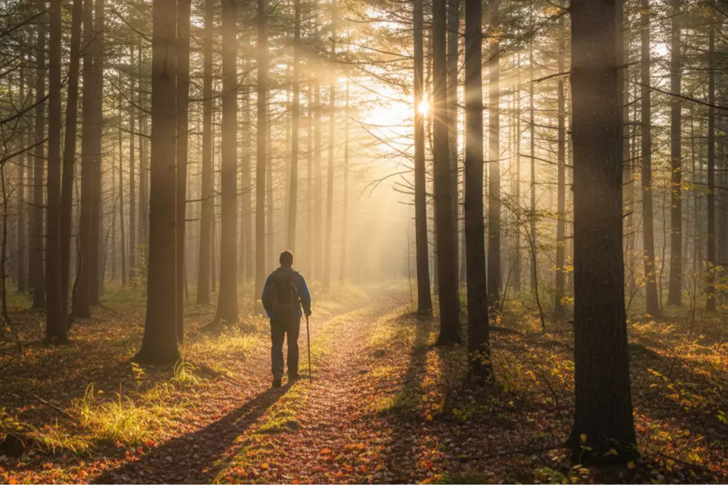 Person walking a forest path in New Hampshire at sunrise, representing hope and new beginnings.